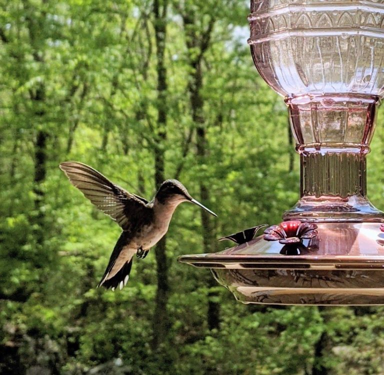 easy diy recipe for hummingbird feeder fluid liquid sugar water feed recipe all natural with added vitamic c powder to last longer and prevent molding or fermenting